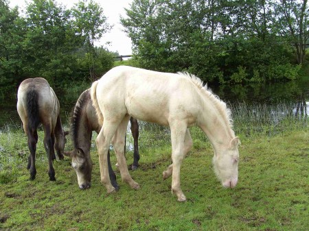 Poulain albinos